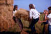 hay4.jpg (99739 bytes)