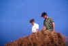 hay6.jpg (60594 bytes)