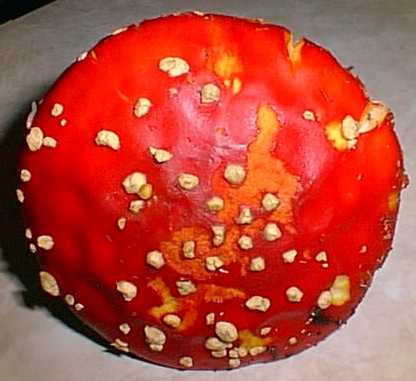 amanita_muscaria.jpg (30221 bytes)